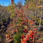 Okrasná jabloň (Malus) ´RED SENTINEL´ - výška 125-150 cm, kont. C15L - VIACKMENNÁ